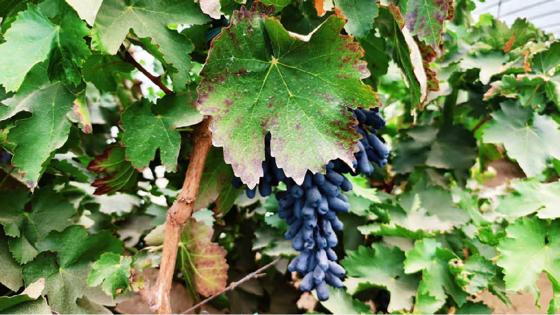 网上无抵押快速贷款_粮农e贷_河西走廊种业贷