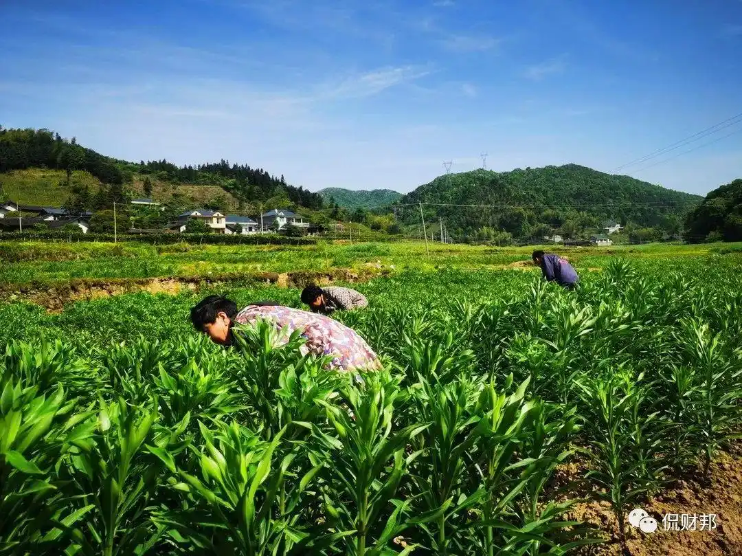 中药材价格上涨原因_未来中药材生意好做吗_湖南中药材种植现状